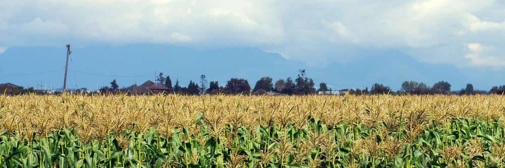 Delta Optimist banner