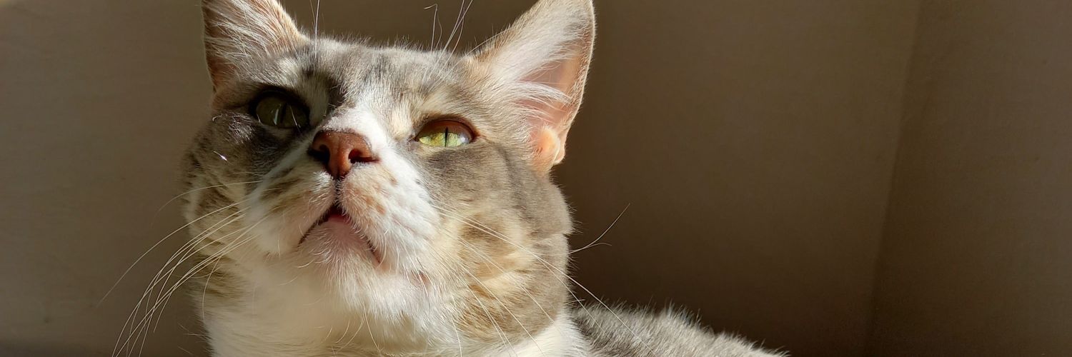 IbarraMBel's profile banner image