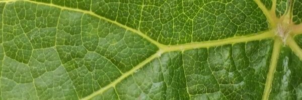 Onunodoo's profile banner image