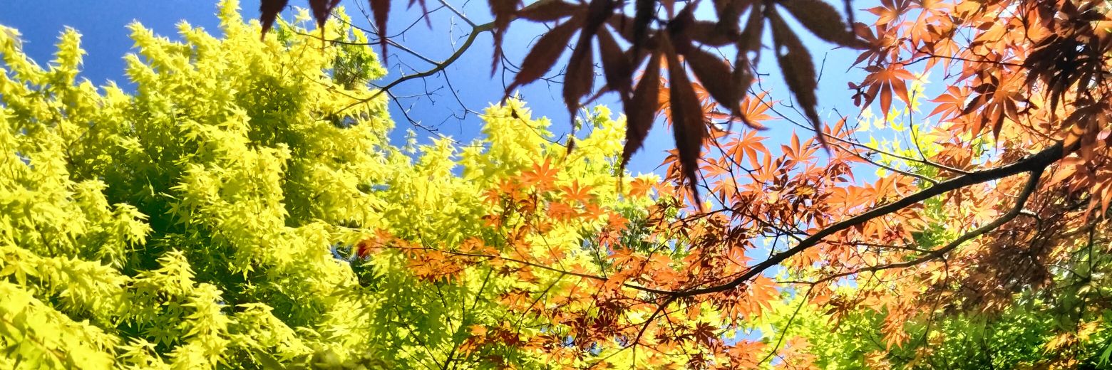 satokoma's profile banner image