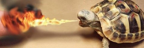 onATurtle's profile banner image