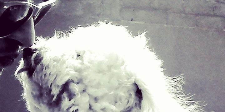 pittalugaaa's profile banner image
