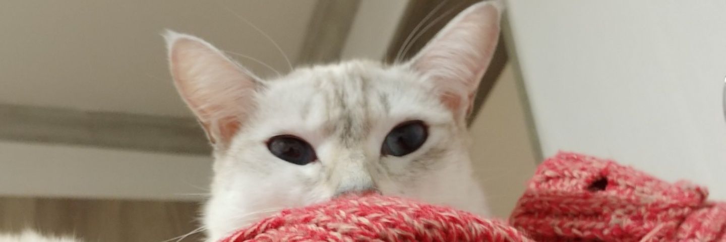 찌그러진 초코토끼✿ banner