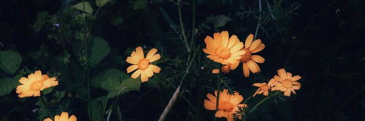 GiuliWernli's profile banner image