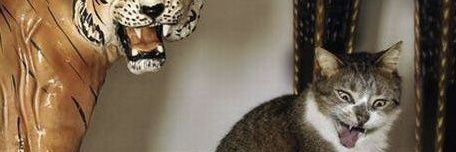 cdchiongl's profile banner image