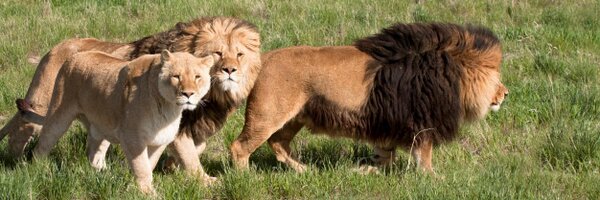 animalsanctuary Profile Banner