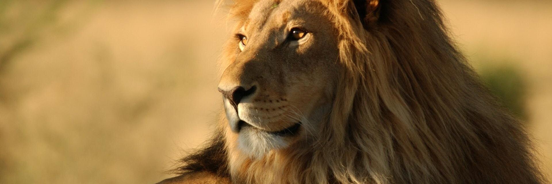 Melanie Tyler Down banner