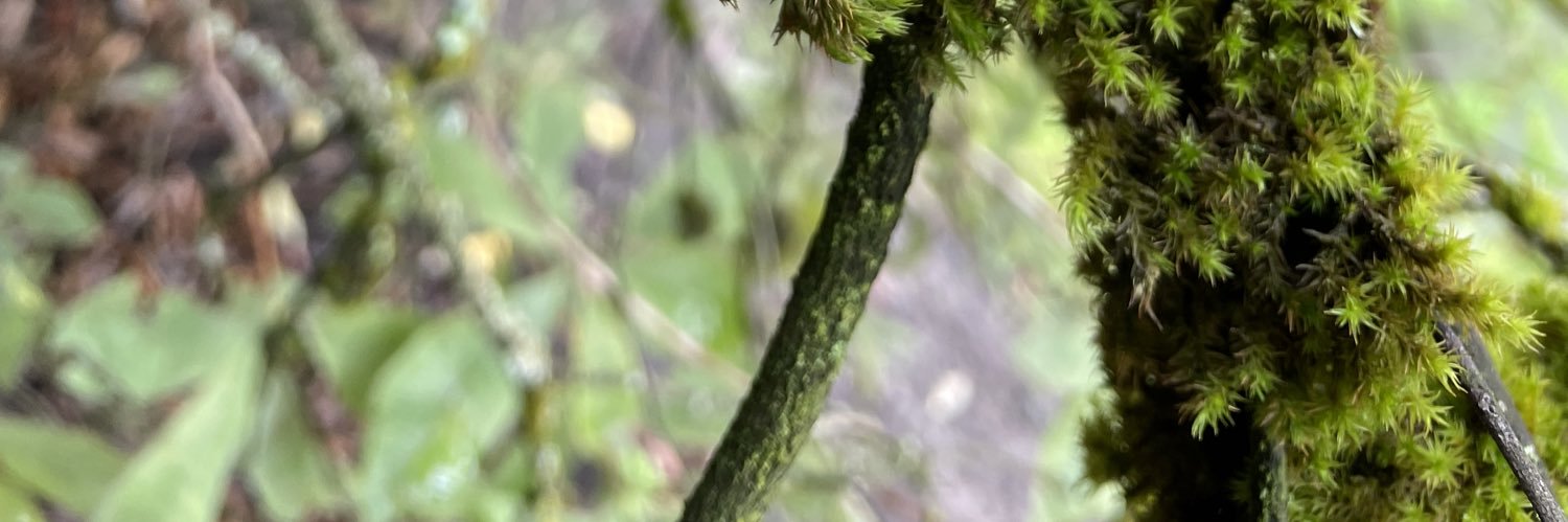 Holly Go Lightly banner