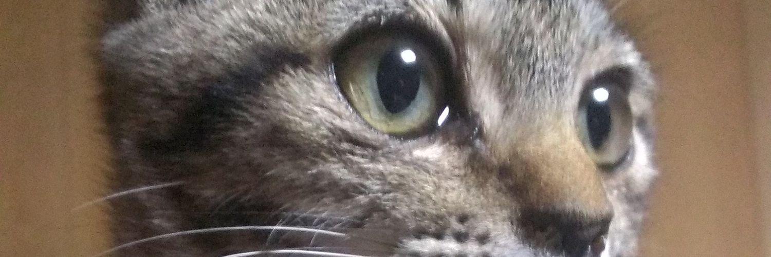 natora3's profile banner image