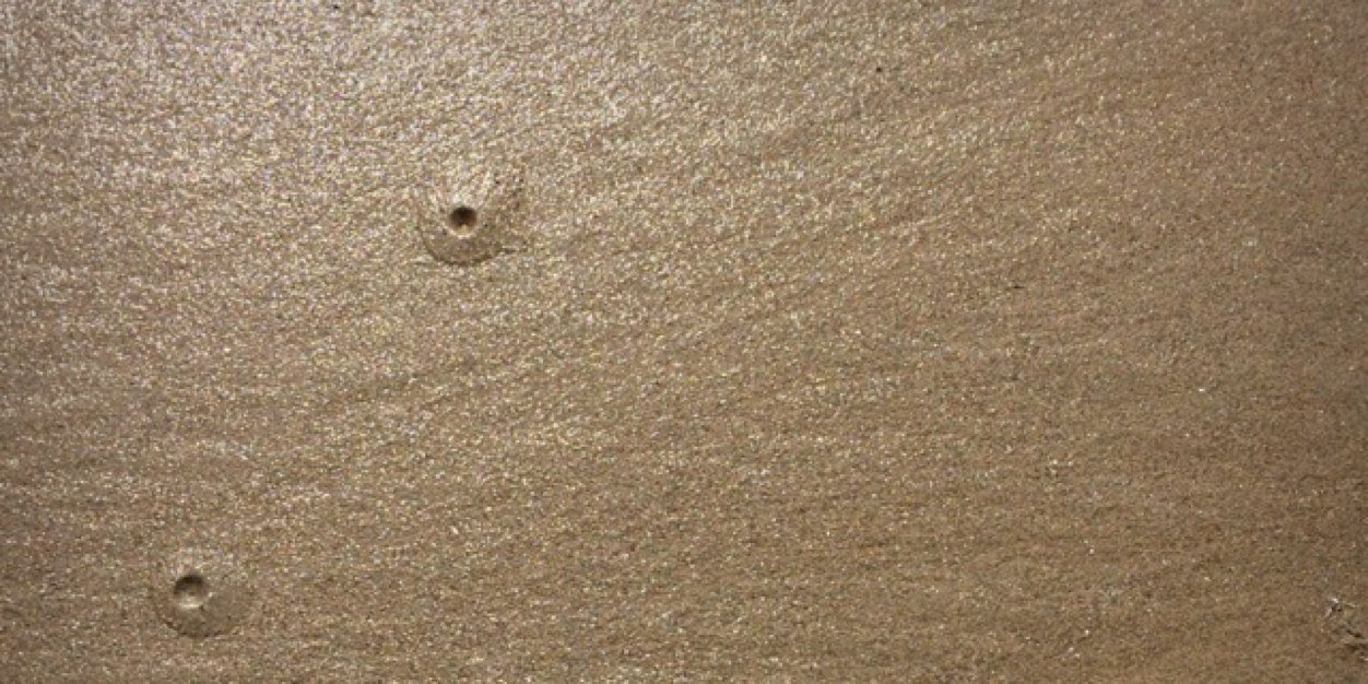 sarucorolin's profile banner image