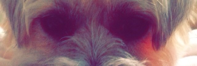 CottrillAmy's profile banner image