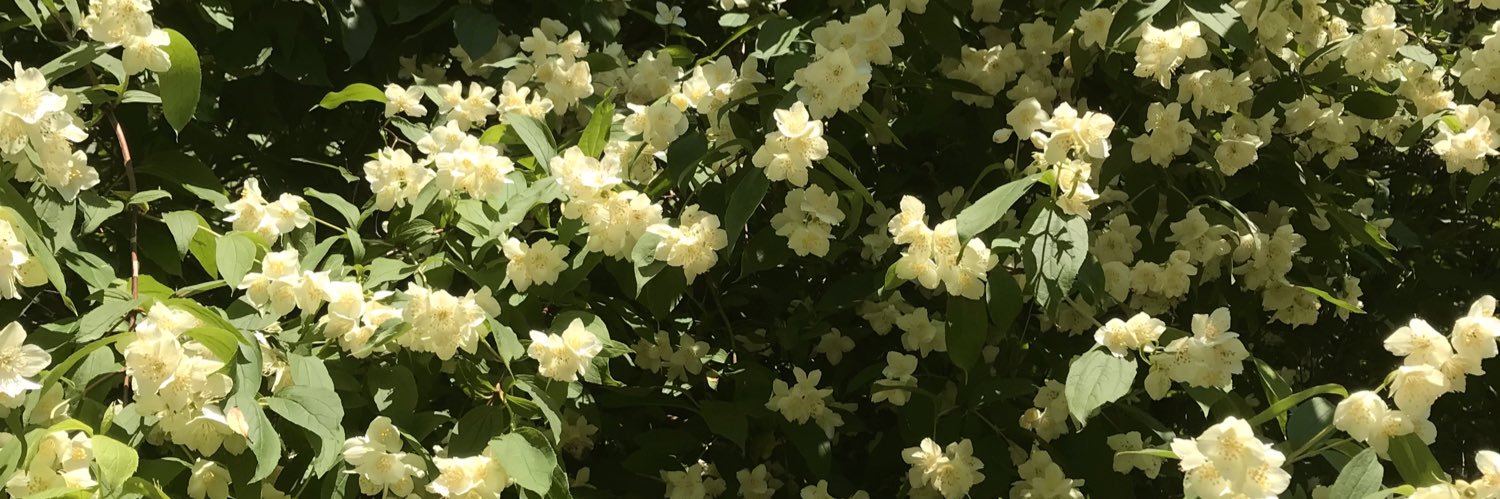 soothing_effect's profile banner image