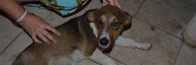 Hilfe fur Hunde banner