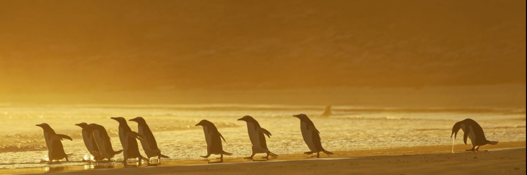 MajorCoronary's profile banner image