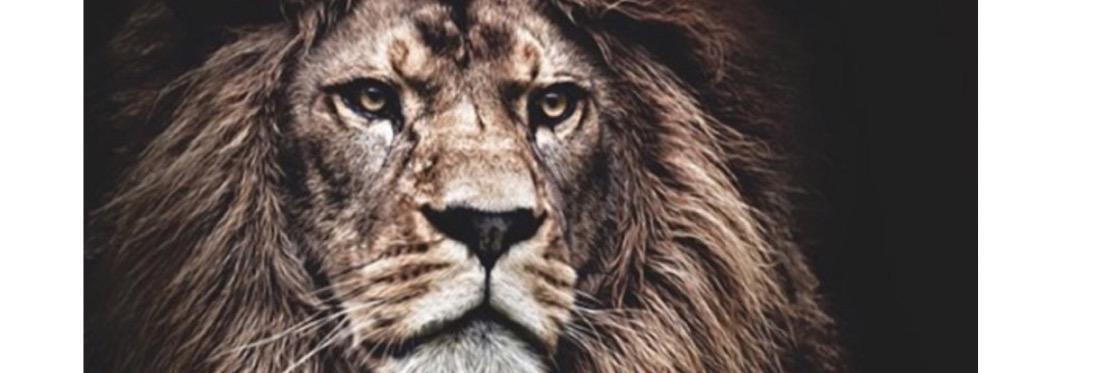 bosdwaas's profile banner image