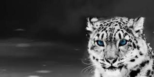 JeSsh__'s profile banner image