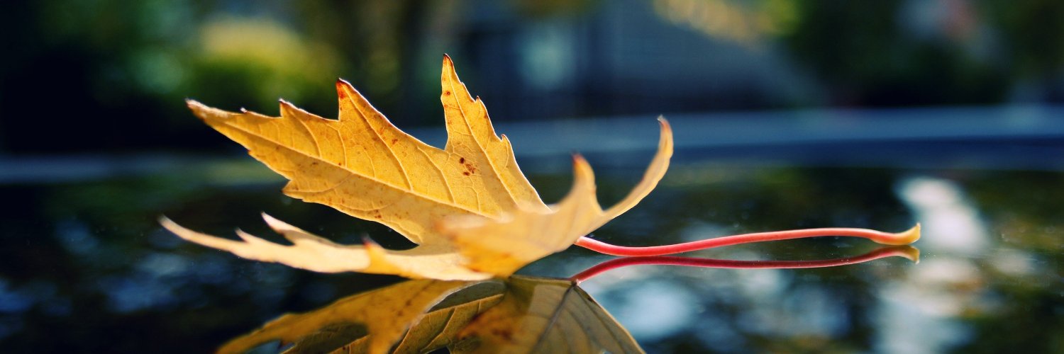 Tonya974's profile banner image