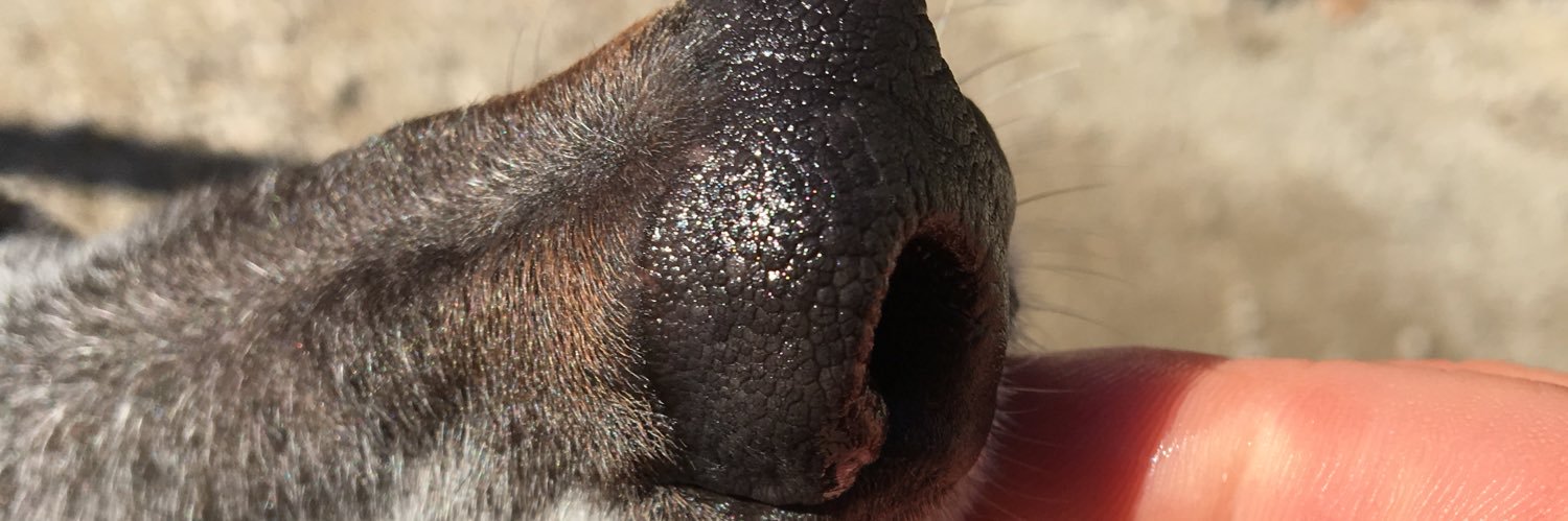 Ember Chops banner