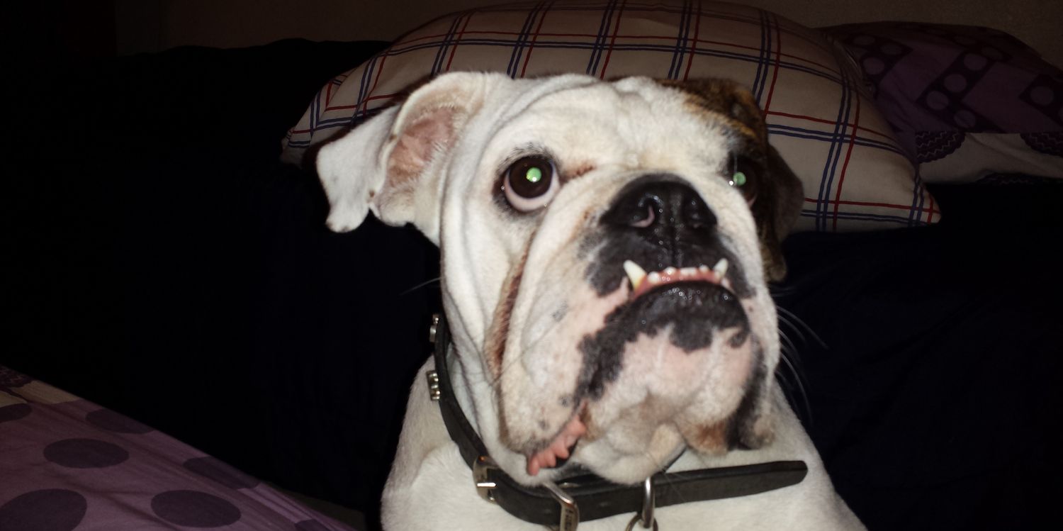 wilsonbully's profile banner image