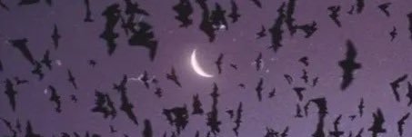 sky_renea's profile banner image
