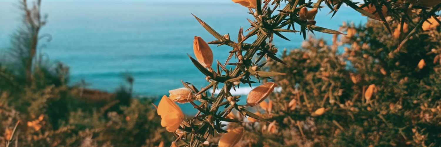 Xandre banner