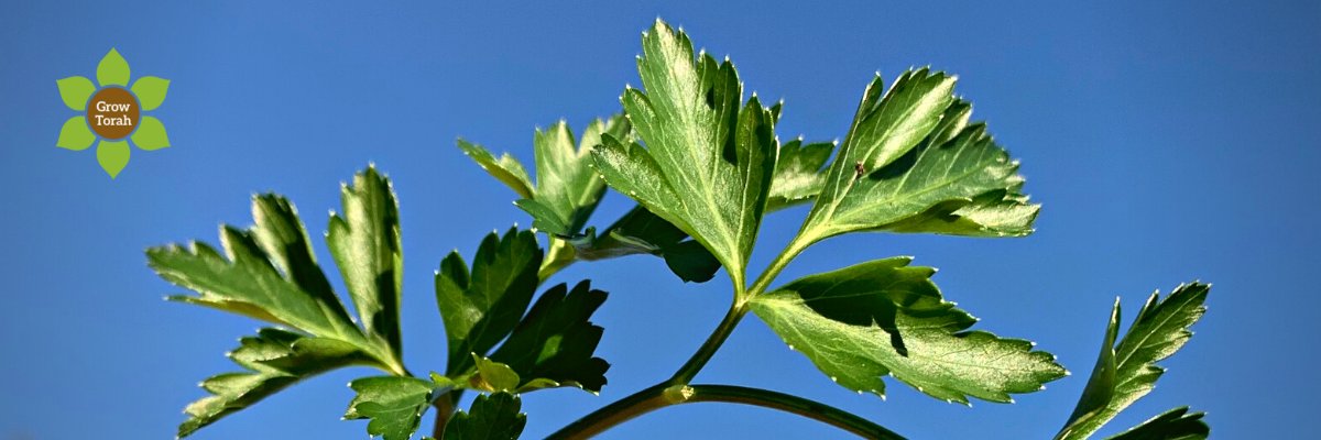 GrowTorah banner