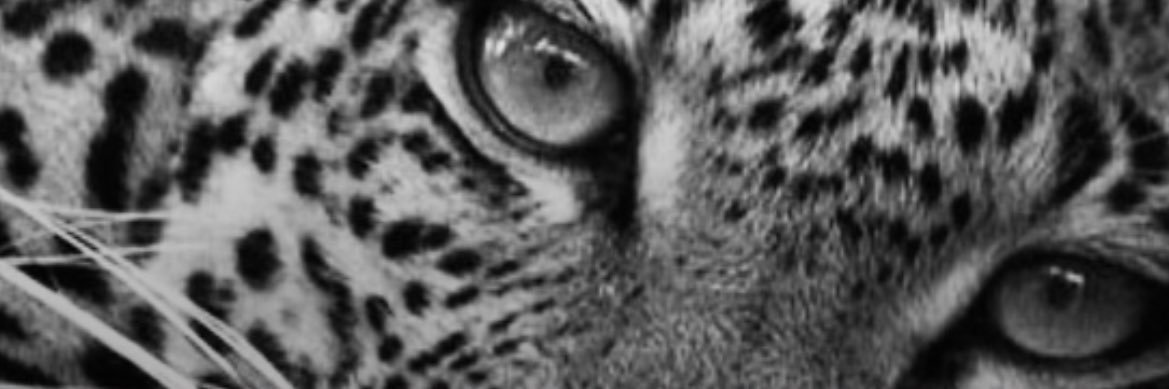 lossantosbre's profile banner image
