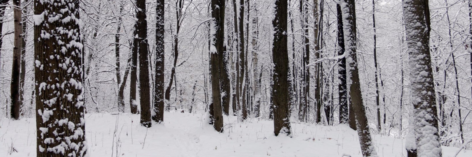 Dear_Olga_'s profile banner image