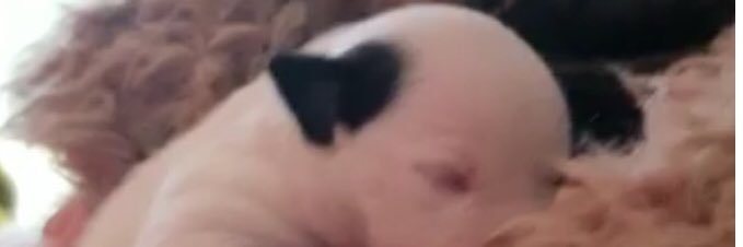 Linda banner