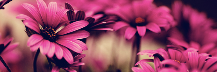 meganlauretti's profile banner image