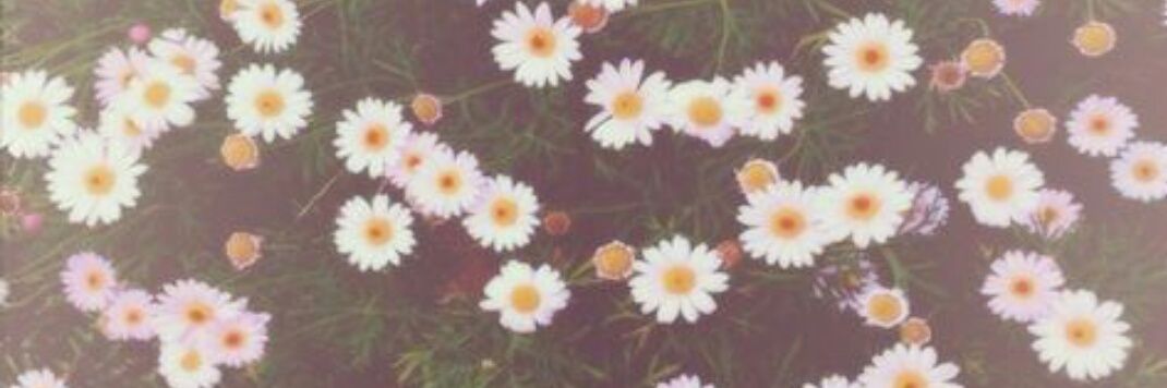 khaleesm's profile banner image