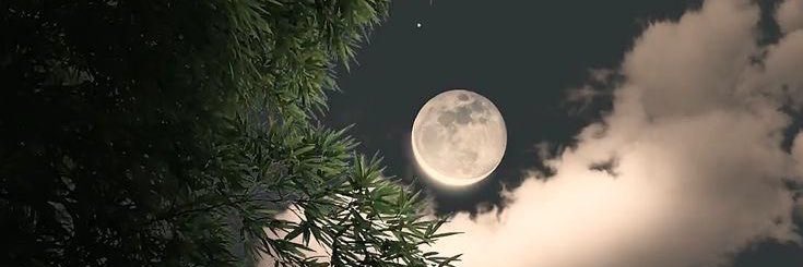 ❥Tiger ᵒ̲ᵛ̲ᵋالـسليماني الشريف ❥ banner