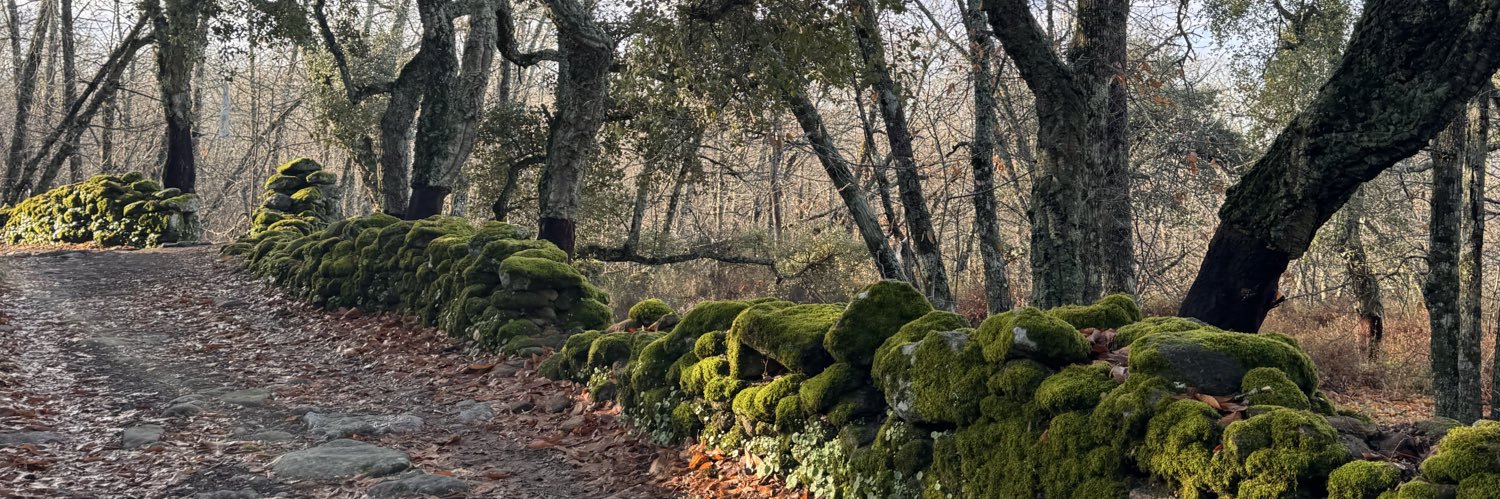 𝑺𝒓. Green banner