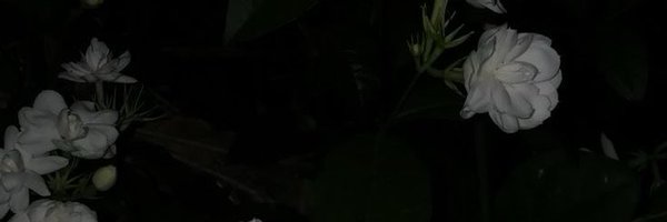 user7741366 Profile Banner