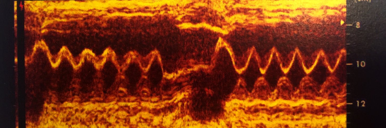 luzpitta's profile banner image