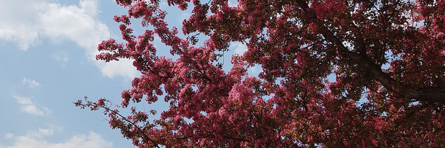 PlaidMapleSyrup's profile banner image