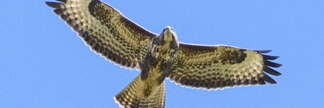 An Eagle Flying On The Breeze banner