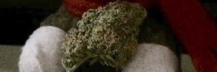 SquirrelHigh's profile banner image