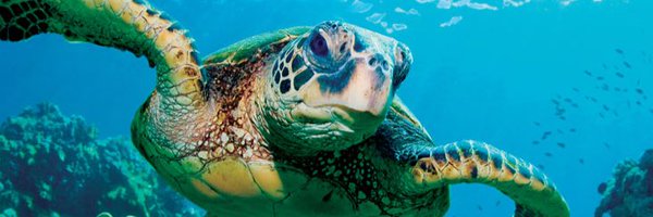 DocterSebastian Profile Banner