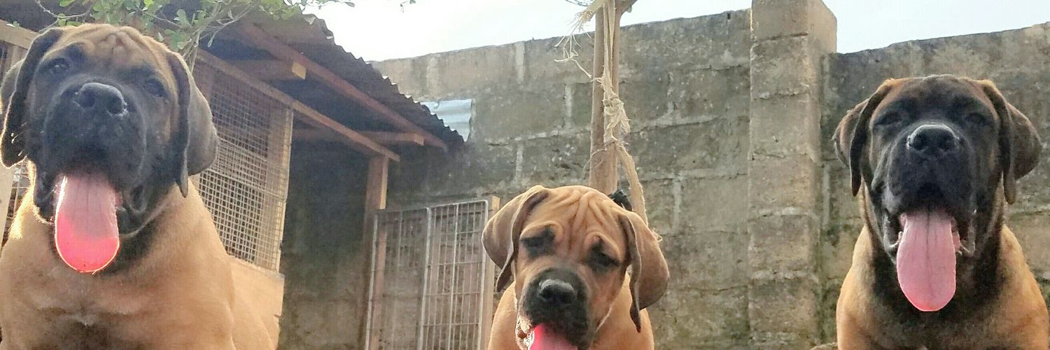 AmFancyboi's profile banner image