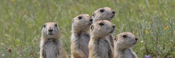 SeweRaTales's profile banner image