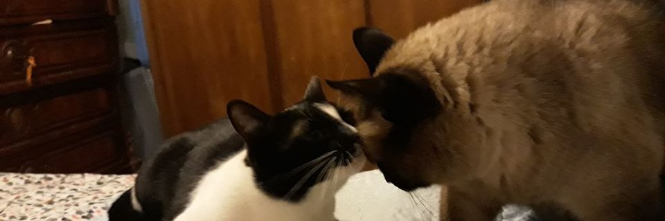 Cescavc's profile banner image
