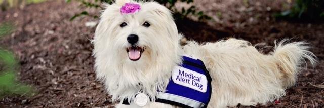 AngelPawsforKK's profile banner image