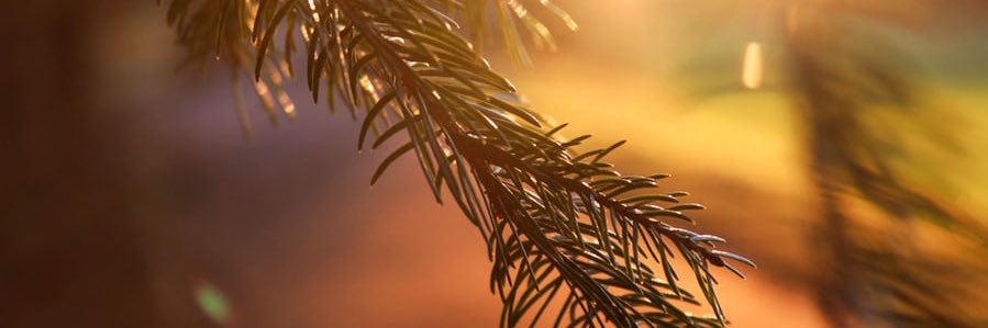 bcboster's profile banner image