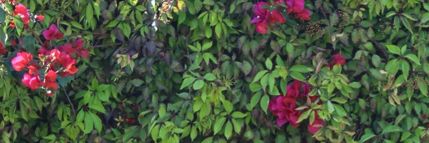 isamosqueda_'s profile banner image