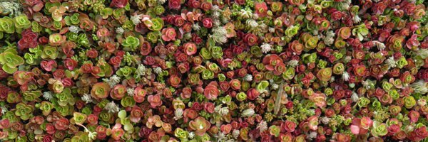 sedummaster Profile Banner