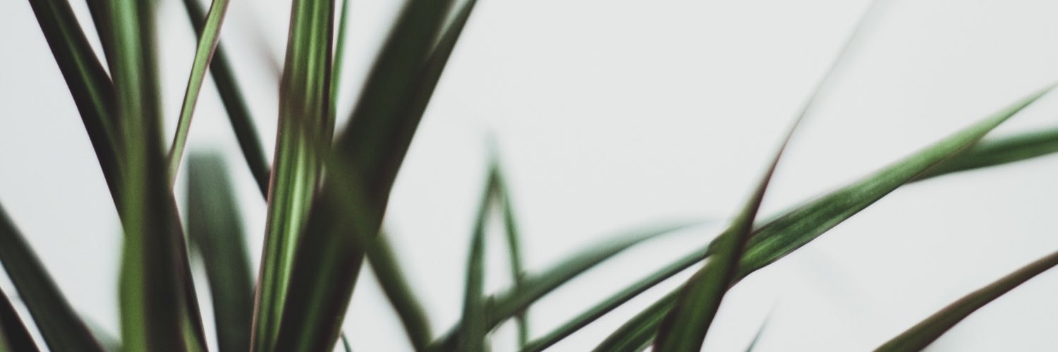 lielozy's profile banner image