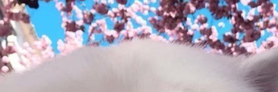animoreh's profile banner image