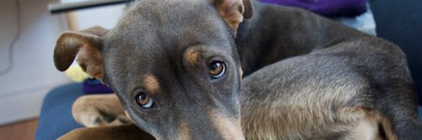 halliecantor Profile Banner
