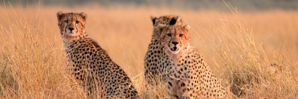 AfricanExperts Profile Banner